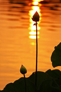 争议裁判引热议，尤文图斯憾失欧冠